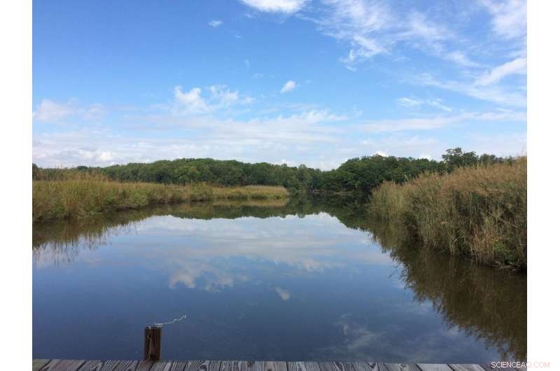 Elevated CO₂ Levels Cause Thinner, Shorter Stems in Marsh Sedge Plants