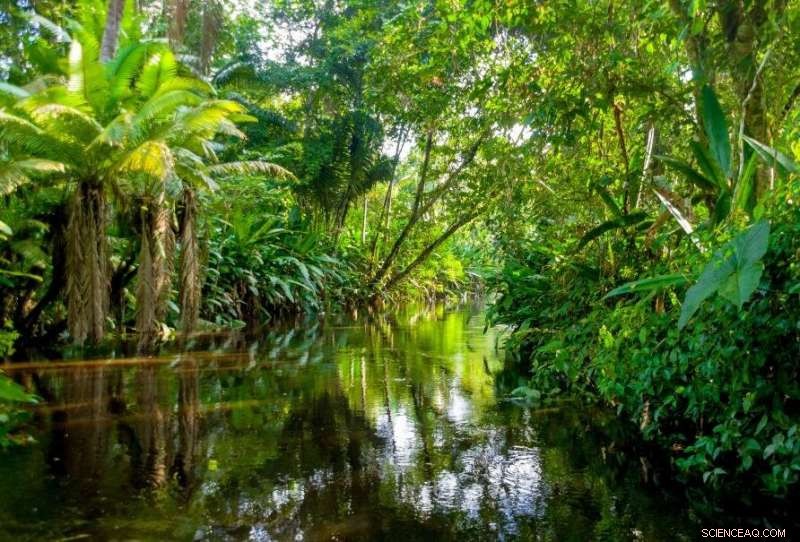 Understanding the Amazon Fires: Causes, Patterns, and Global Impact