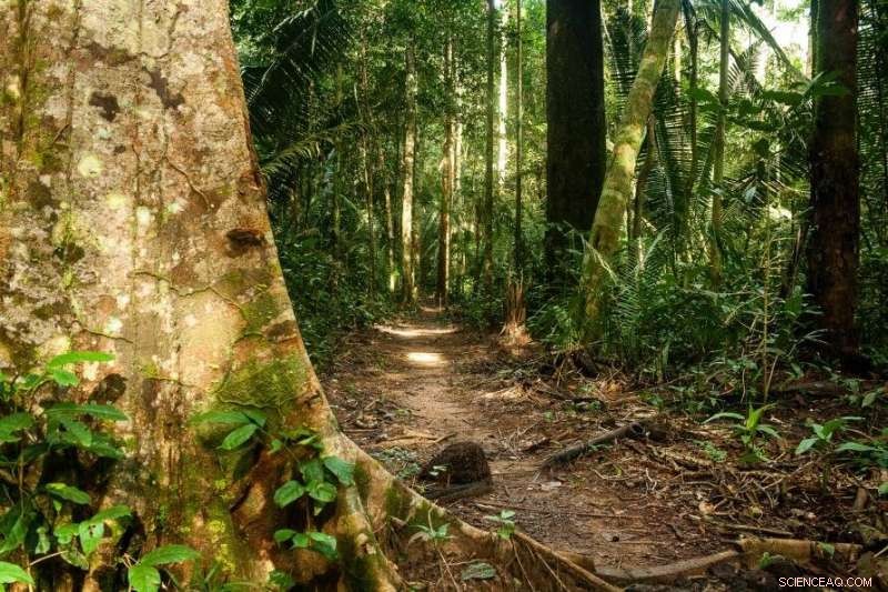 Understanding the Amazon Fires: Causes, Patterns, and Global Impact