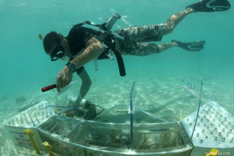 Living Coral Cover Slows Reef Dissolution, Safeguarding Future Marine Ecosystems