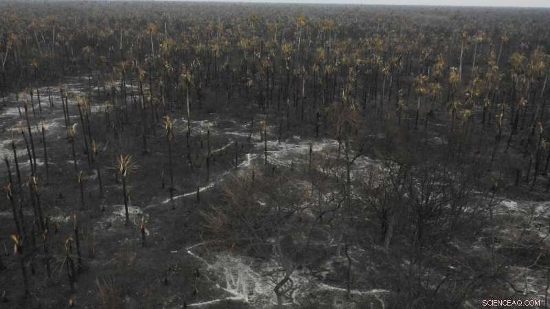 Over 2 Million Animals Lost in Devastating Bolivian Wildfires