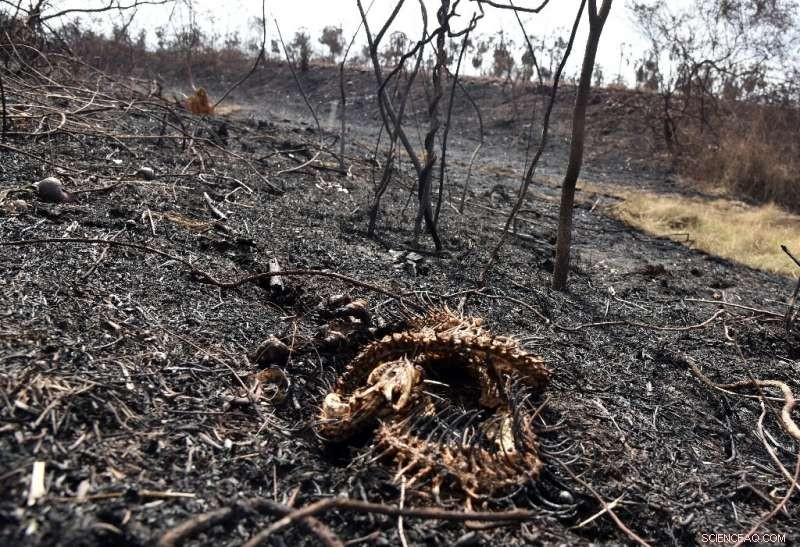 Over 2 Million Animals Lost in Devastating Bolivian Wildfires