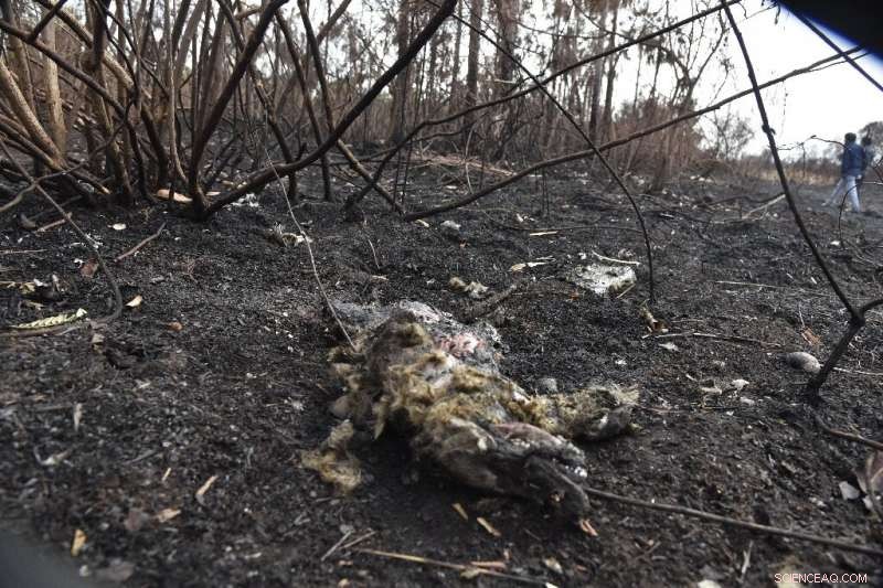 Over 2 Million Animals Lost in Devastating Bolivian Wildfires