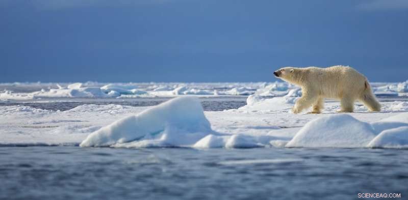 Arctic Collapse: How Climate Change in the North Impacts Global Communities