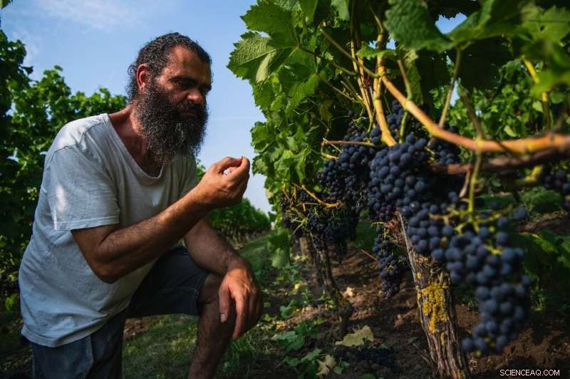 Nordic Winemaking: Mastering Quality Beyond French Chateau Glamour