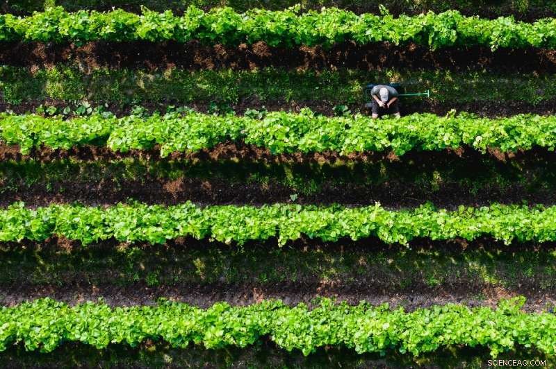 Nordic Winemaking: Mastering Quality Beyond French Chateau Glamour