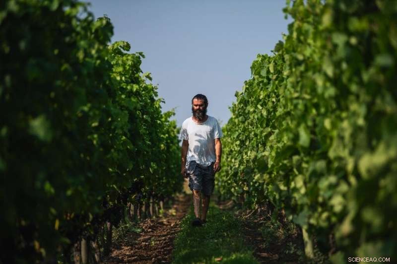 Nordic Winemaking: Mastering Quality Beyond French Chateau Glamour