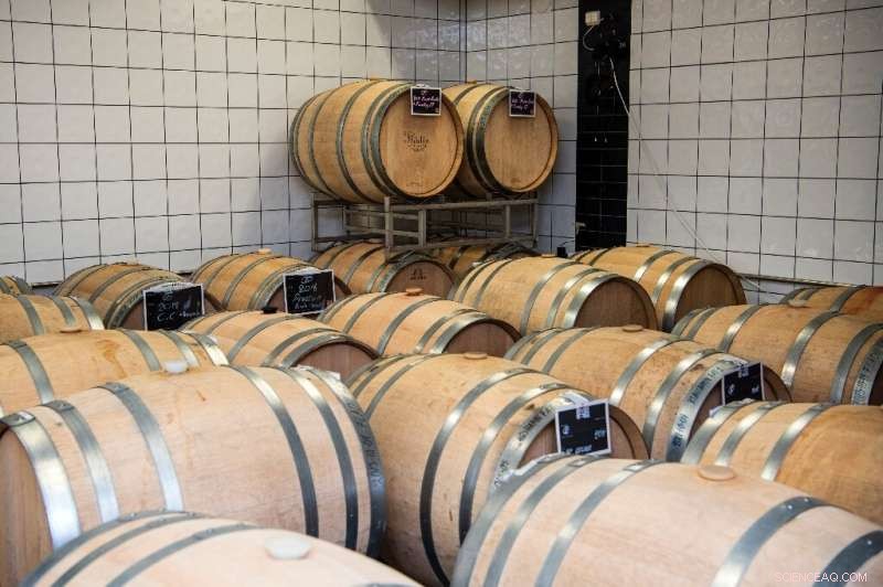 Nordic Winemaking: Mastering Quality Beyond French Chateau Glamour