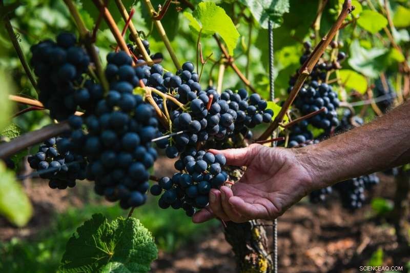 Nordic Winemaking: Mastering Quality Beyond French Chateau Glamour