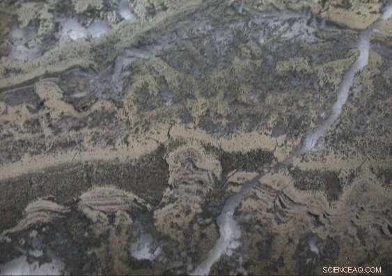 Ancient Microbial Signatures Discovered in 3.5‑Billion‑Year‑Old Rocks, Illuminating Early Life