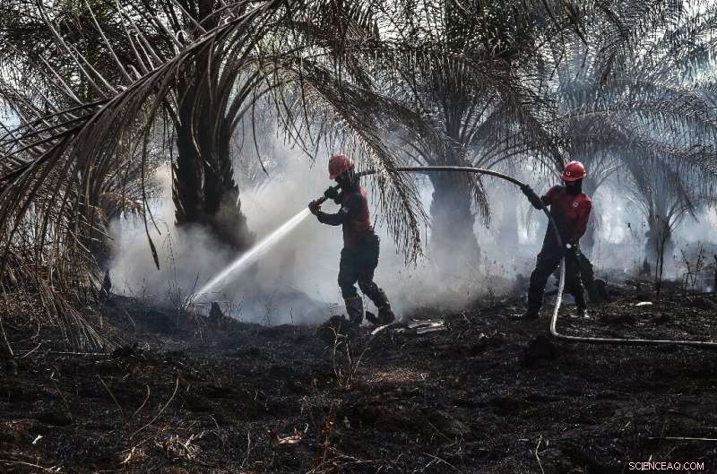 Indonesia Forest Fires Cast Spotlight on Palm Oil Industry