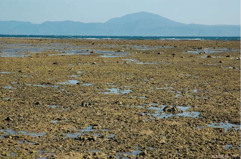 Long‑Term Survey Uncovers Significant Changes in Australia s Great Barrier Reef