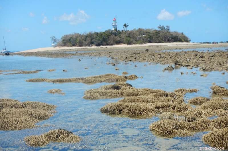 Long‑Term Survey Uncovers Significant Changes in Australia s Great Barrier Reef