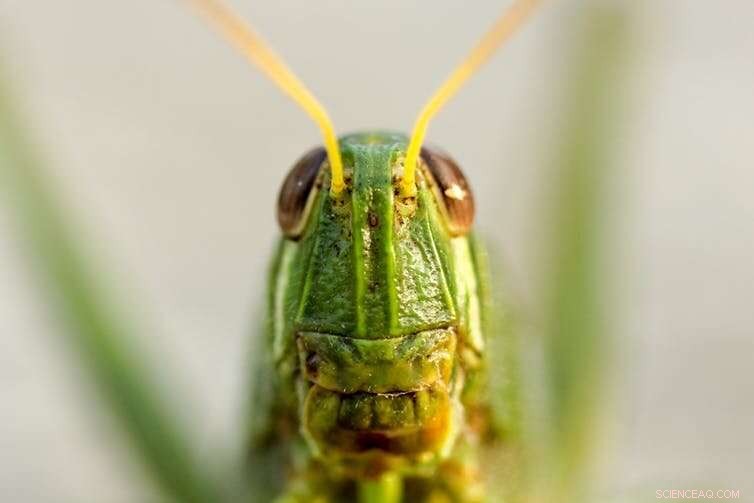 Reducing Meat Consumption: Strategies for a Sustainable Future