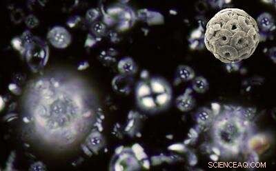 Plankton Recovery Slowed by 66‑Million‑Year‑Old Asteroid Impact