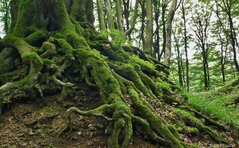 Restoring Washington’s Old‑Growth Forests: A Climate‑Change Solution