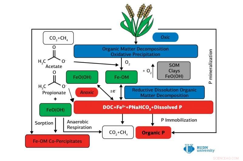 Researchers Boost Phosphorus Availability in Paddy Soils with Carbon Additives