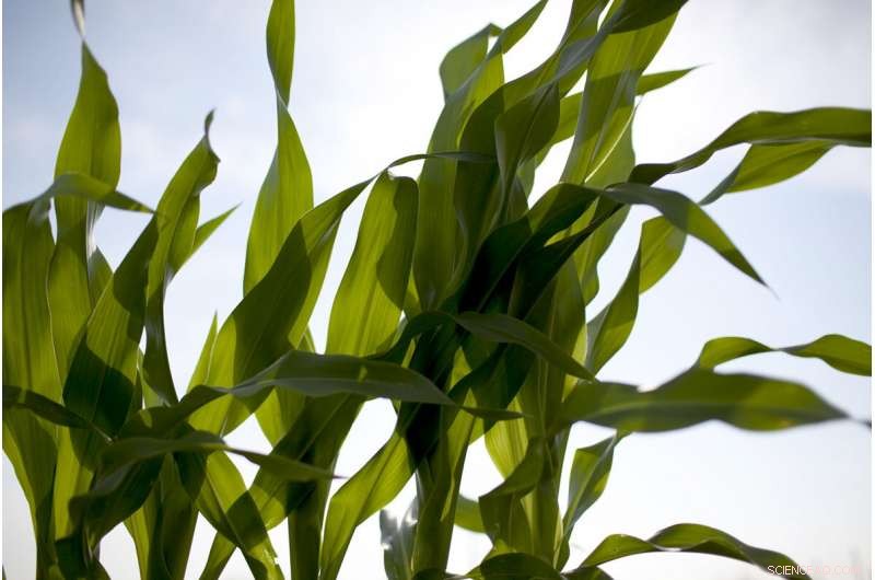 Rising Ozone Threatens Corn: New Study Highlights Genetic Vulnerabilities