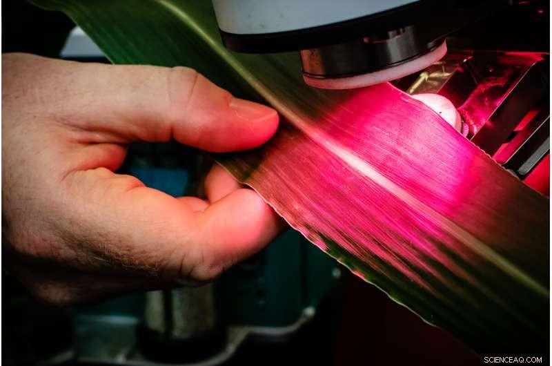 Rising Ozone Threatens Corn: New Study Highlights Genetic Vulnerabilities