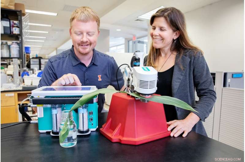 Rising Ozone Threatens Corn: New Study Highlights Genetic Vulnerabilities