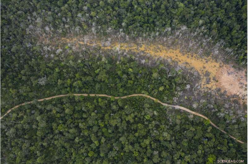 Rebuilding Global Forests One Tree at a Time: Climate Repair Initiatives