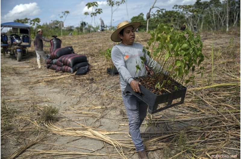 Rebuilding Global Forests One Tree at a Time: Climate Repair Initiatives