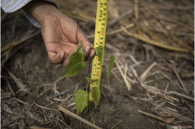 Rebuilding Global Forests One Tree at a Time: Climate Repair Initiatives