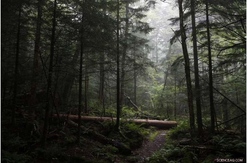 Rebuilding Global Forests One Tree at a Time: Climate Repair Initiatives