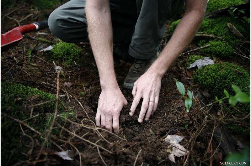 Rebuilding Global Forests One Tree at a Time: Climate Repair Initiatives