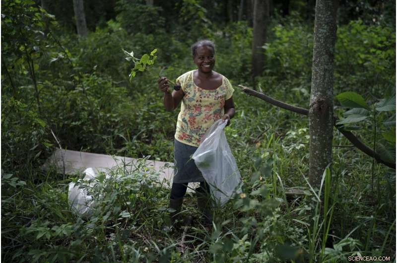 Rebuilding Global Forests One Tree at a Time: Climate Repair Initiatives