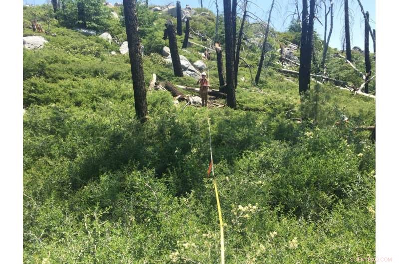 High-Severity Wildfires Threaten Plant Diversity in Sierra Nevada Forests