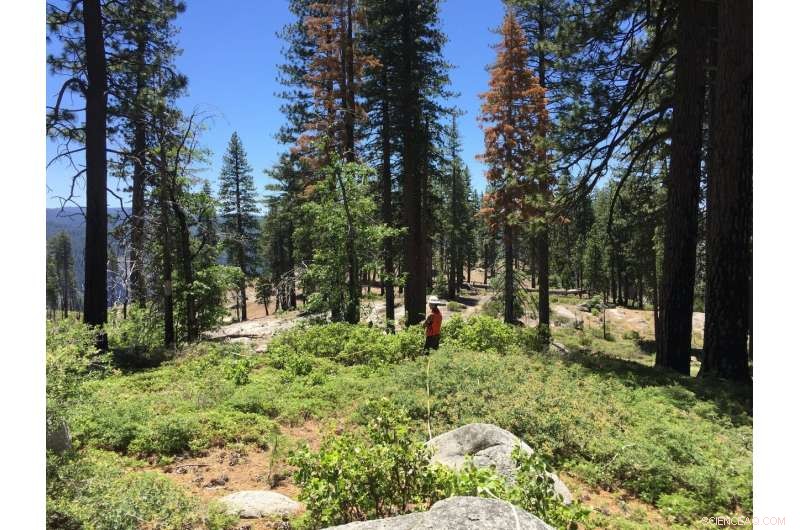 High-Severity Wildfires Threaten Plant Diversity in Sierra Nevada Forests