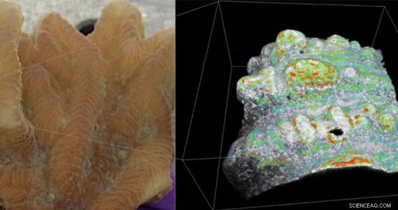 Northwestern Engineers Unveil Advanced Imaging Platform to Decode Coral Bleaching Mechanisms