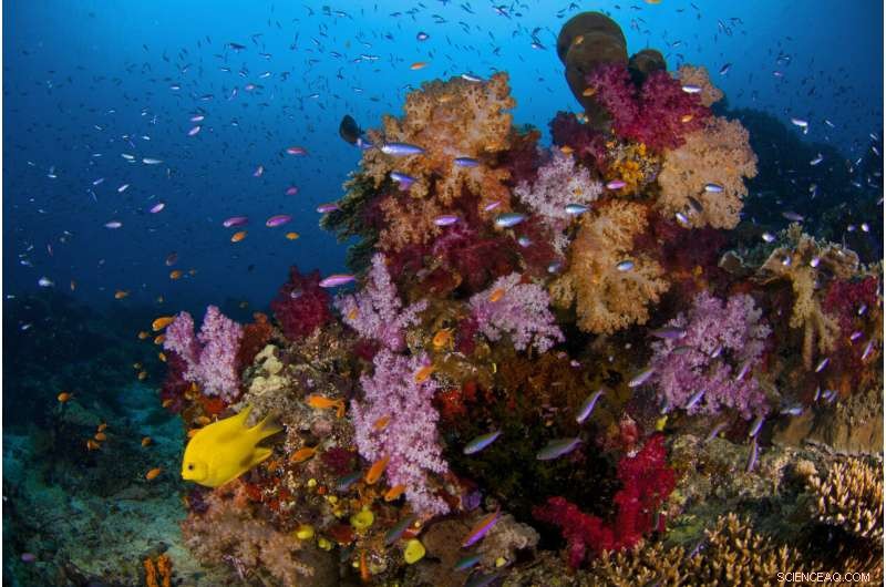 Heat Weakens Coral Defenses, but Predatory Fish Offer Critical Protection