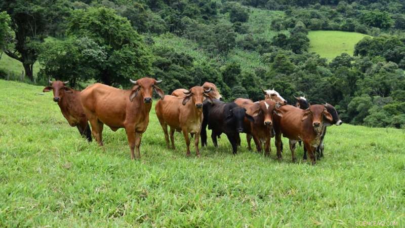 Amazon Rainforest Fires: Key Facts and Current Status