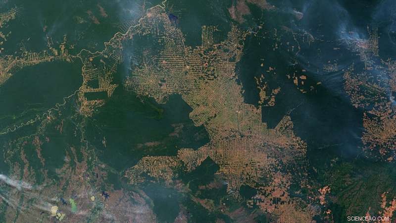 Amazon Rainforest Fires: Key Facts and Current Status