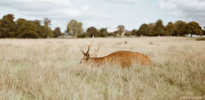 Rewild 25% of the UK: A Strategy to Reduce Climate Impact, Boost Biodiversity, and Foster a Nature‑Closer Lifestyle