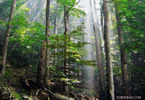 Rising Precipitation Extremes Undermine Tree Growth Across the Southwest