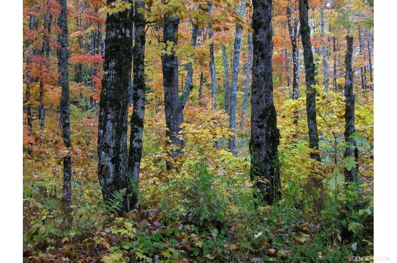 New Hampshire Managed Forests Proven to Store High Levels of Carbon, Study Shows