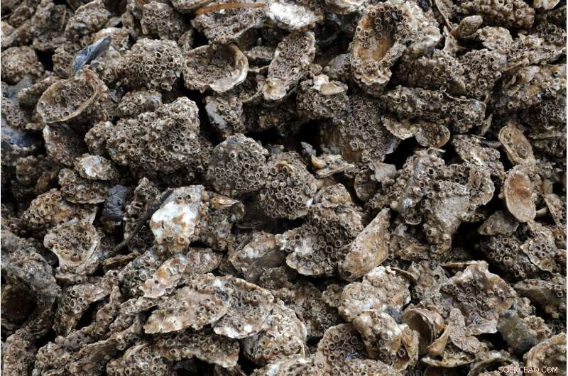 Louisiana Aims to Combat Coastal Erosion by Replicating Natural Processes