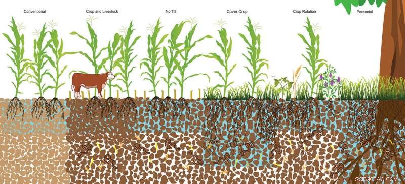 Using Perennial and Cover Crops to Mitigate Floods and Drought