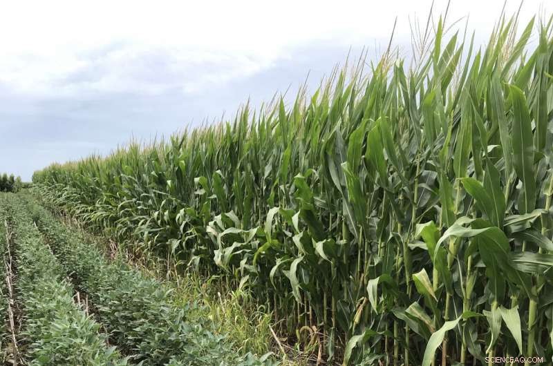 Corn–Soybean Rotation: Balancing Farm Gains with Long‑Term Soil Health