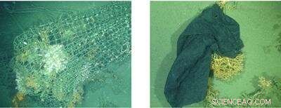 Advanced 3‑D Imaging Technology Reveals Detailed Maps of Scottish Cold‑Water Coral Reefs