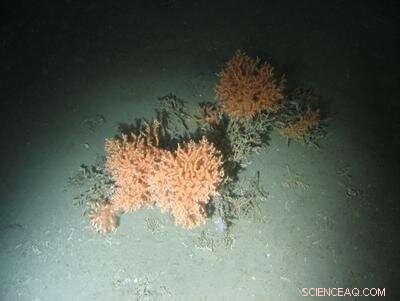 Advanced 3‑D Imaging Technology Reveals Detailed Maps of Scottish Cold‑Water Coral Reefs