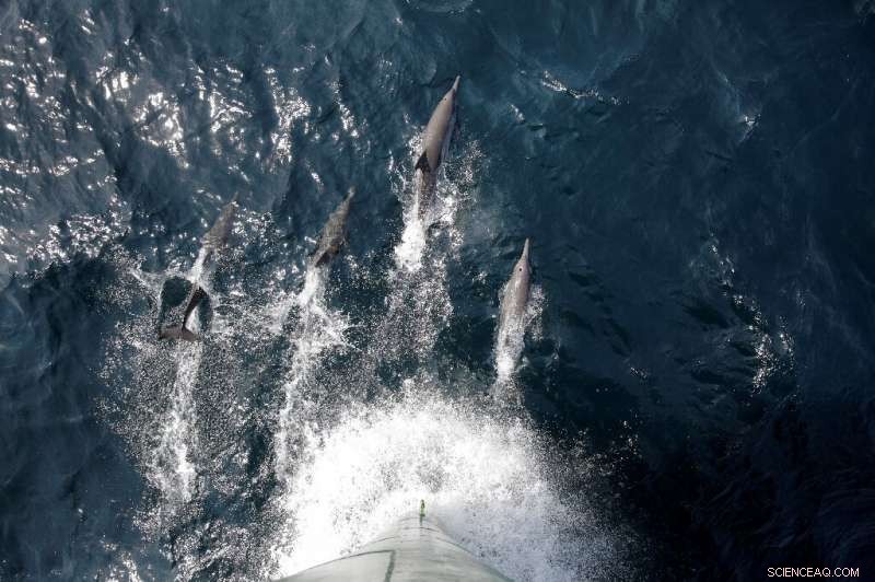 Scientists Rally to Protect the Unique Guiana Coral Reef