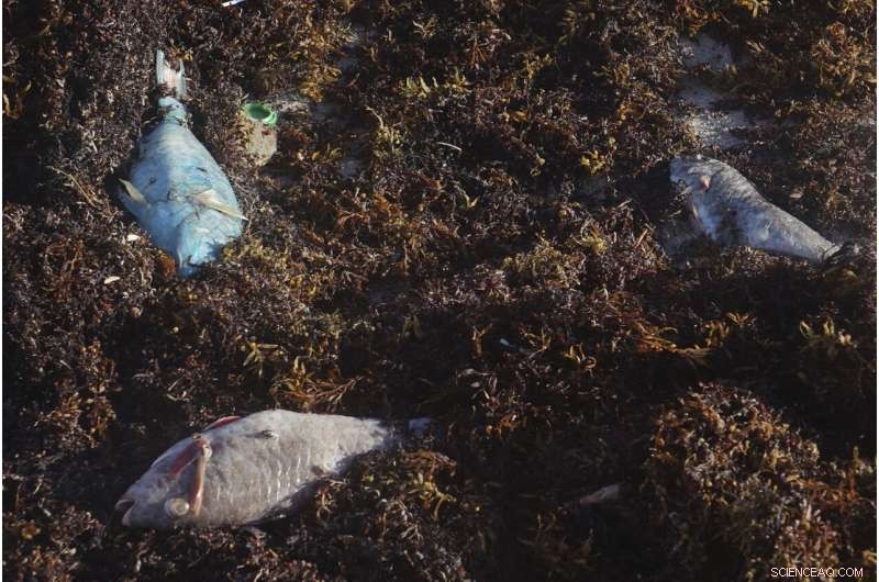 Scientists Warn: Red Tide Reappears Along Southwest Florida Coast