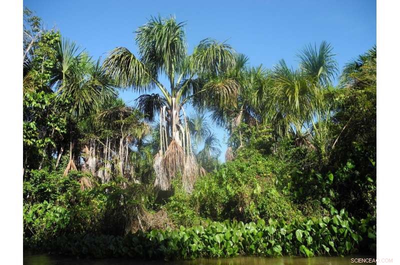 Orinoco Delta Vegetation Over 6,200 Years: New Study Reveals Evolutionary Shifts