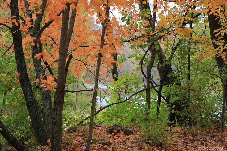 Severe Drought and Heat in Fall Lead to Early, Dull Leaf Color in Pennsylvania