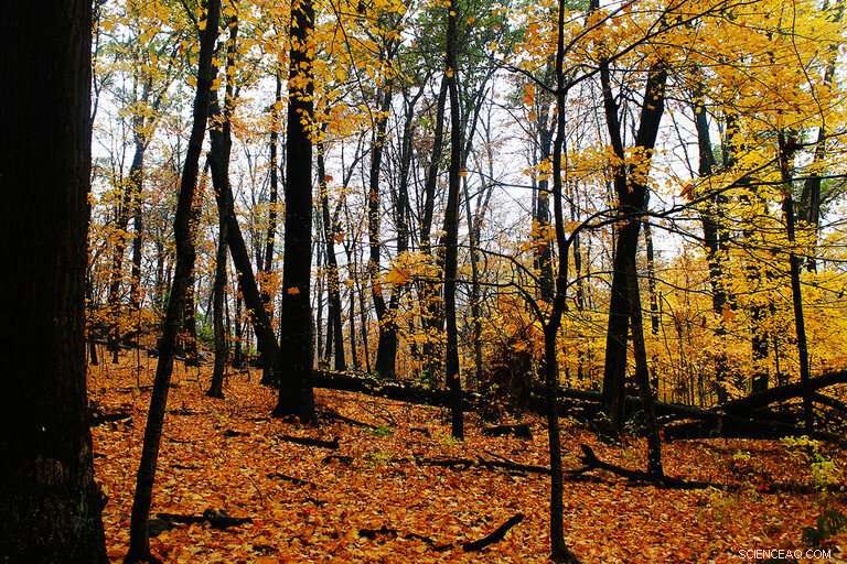 Severe Drought and Heat in Fall Lead to Early, Dull Leaf Color in Pennsylvania