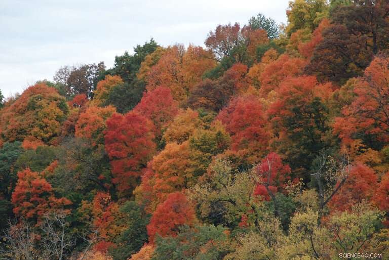 Severe Drought and Heat in Fall Lead to Early, Dull Leaf Color in Pennsylvania